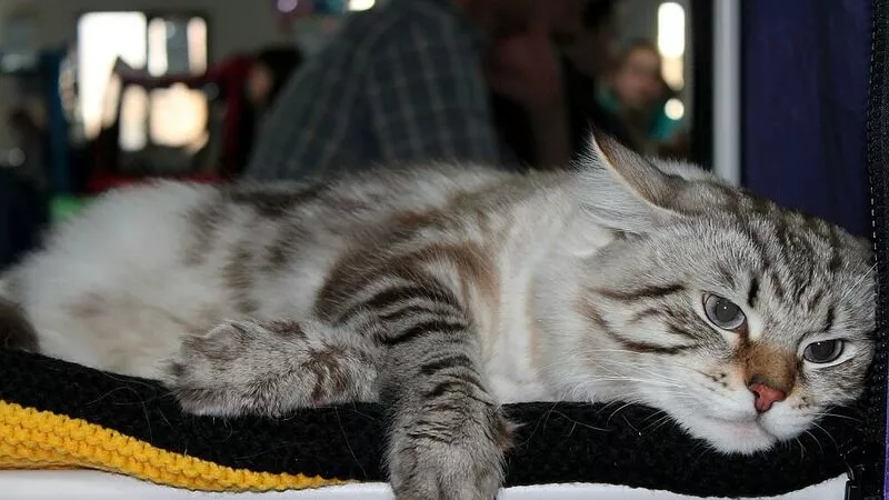 Сахалинских кошек зовут на «Кредо плюс шоу-2014»
