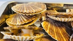 Дары сахалинских морей: как привезти домой улов, а не штраф