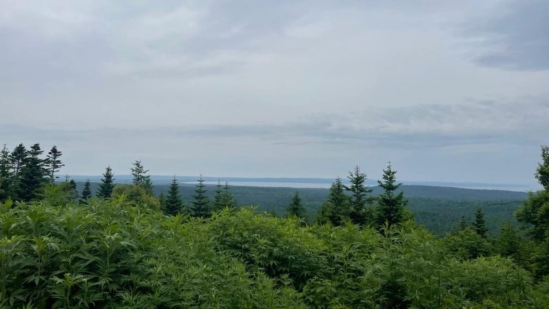 Ненастье с дождями и ветром накроет Сахалинскую область 8 августа