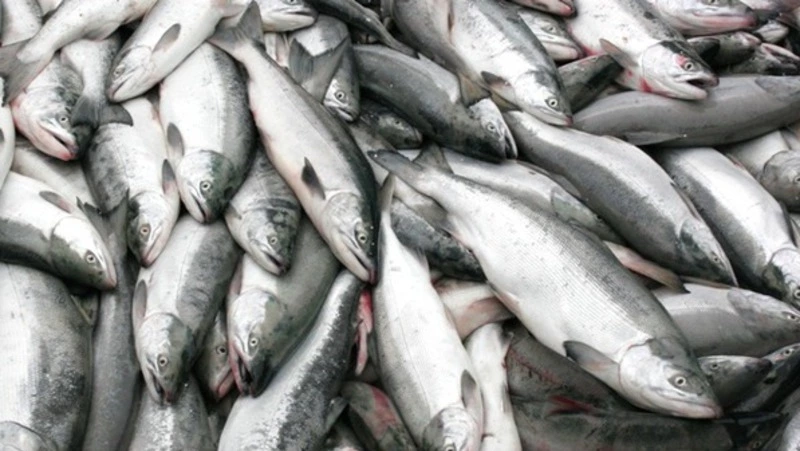 Общий объем вылова лососевых на Дальнем Востоке превысил 200 тысяч тонн