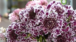 Опасная красота