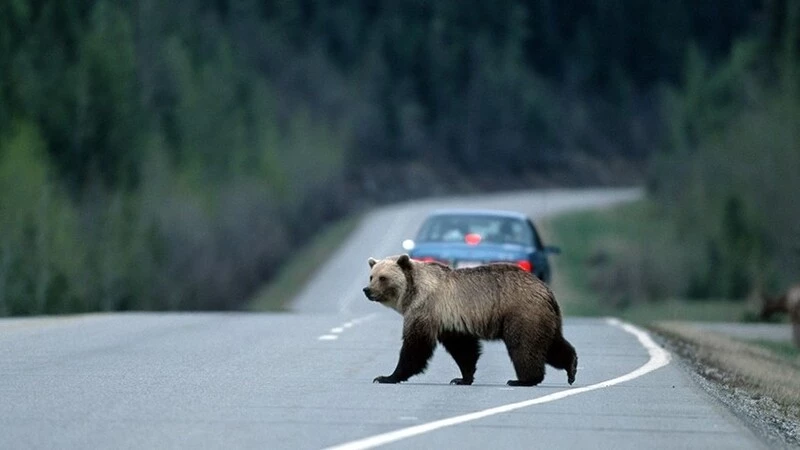 Мэр Курильска признался, что случайно сбил медведя