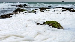 Селедка на нересте в Пригородном устроила «пенную вечеринку»