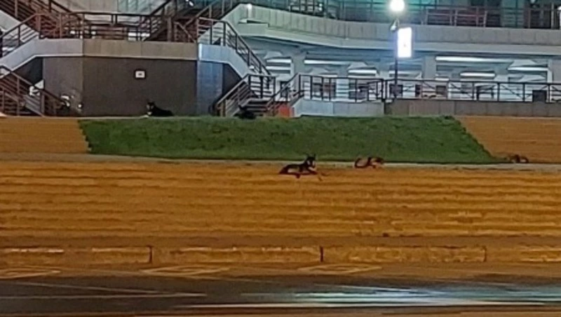 Стая собак мешает южносахалинцам пользоваться спортплощадкой у «Кристалла»