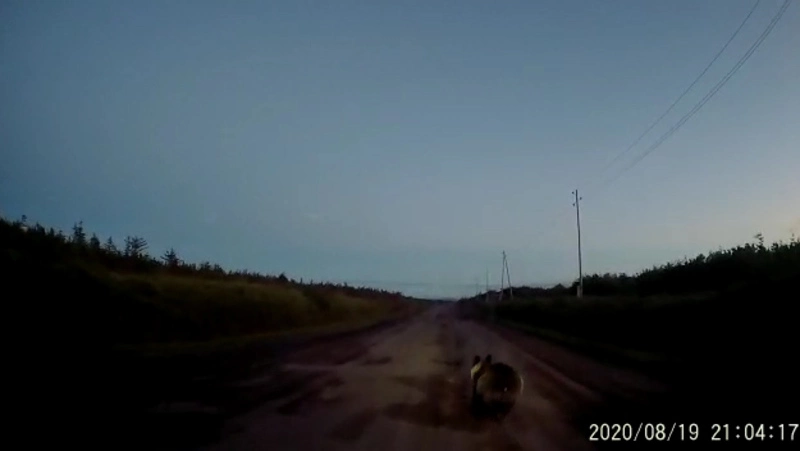 На Сахалине медведь бросился под колеса иномарки