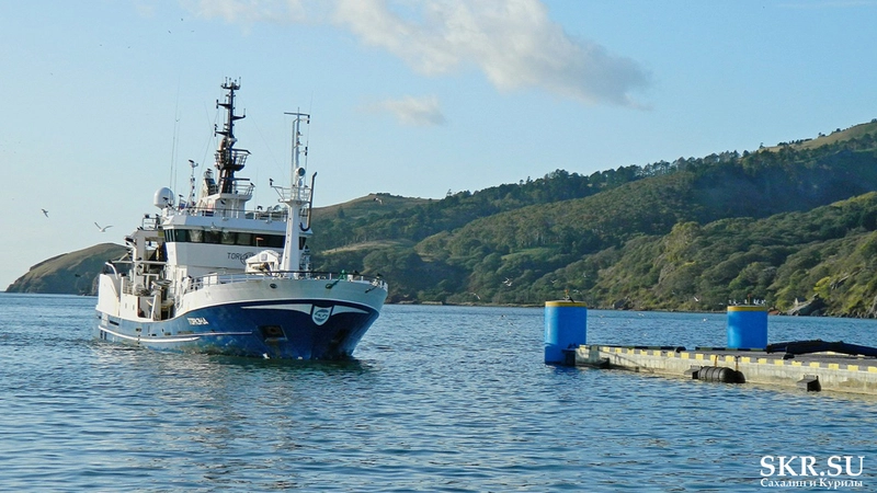 Курильские рыбаки гоняются за неуловимой иваси