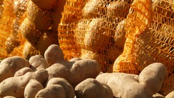 Десятки мешков картошки украли на Сахалине