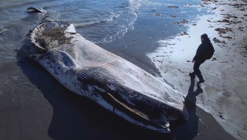 В Макаровском районе на берег выбросило финвала