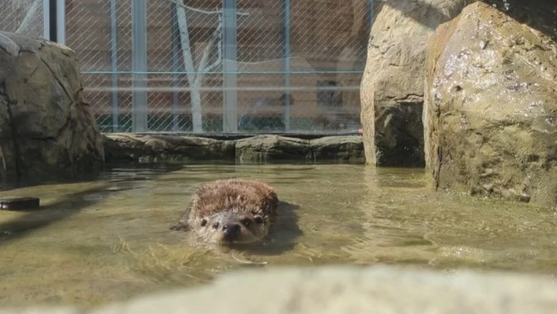 Жители Сахалина позавидовали выдре Коляну в жаркую пятницу