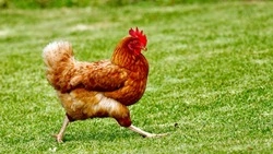 Из Мордовии на Сахалин привезли 11 тонн замороженного мяса цыплят с антибиотиками