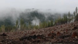 Зарплаты лесников на Дальнем Востоке выросли на 9 тысяч рублей в 2023 году