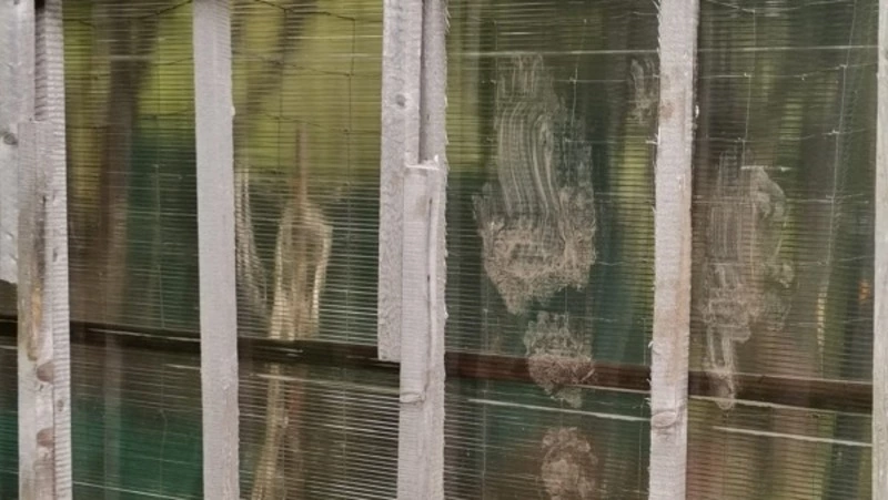 Медведь-вегетарианец продолжает портить дачи и пугать жителей Кунашира