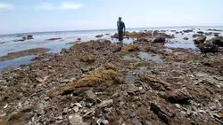 Мазут добрался до юга Сахалина. На мысе Юнона берег в ужасном состоянии