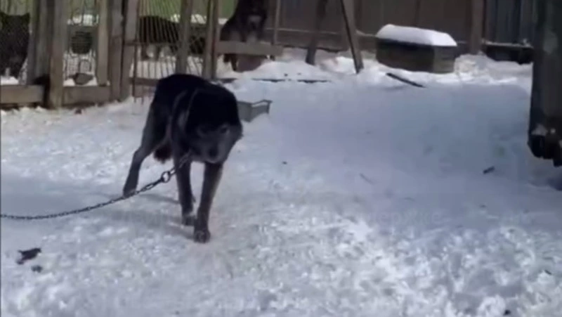 Уникальную породу собак карафуто-кен перевезут на историческую родину в Александровск-Сахалинский