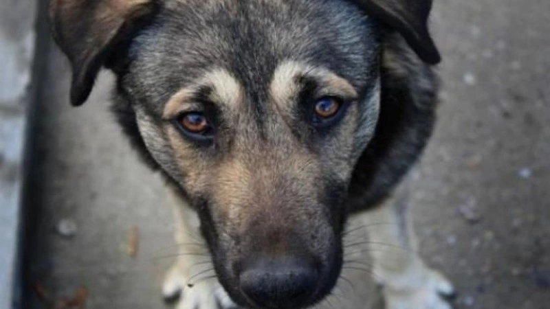 Сахалинские зоозащитники выследили собаку, которую неизвестный отловщик лишил щенков и глаза