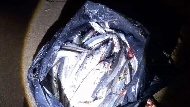 «Вот пакет уйка»: на Сахалине поймали первую мойву в 2024 году (ВИДЕО)