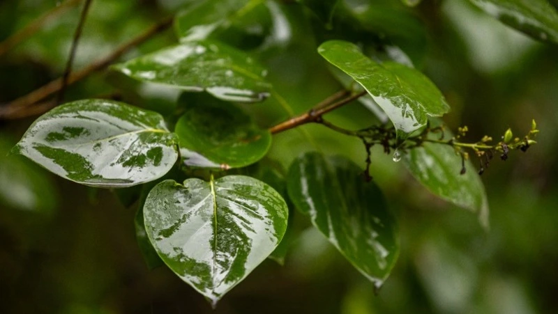 Кратковременный дождь прогнозируют в Южно-Сахалинске на 26 сентября