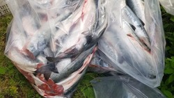 Огромным уловом горбуши похвастались сахалинцы: ВИДЕО