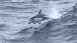 Группа дельфинов проводила туристов морского судна с Южных Курил на Сахалин