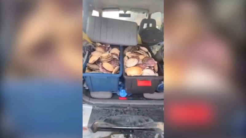 Полный багажник гребешка. Сахалинцы собирают деликатесы после шторма