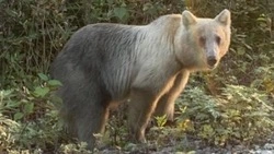 Туристы встретили двухцветного медведя рядом с селом на Южных Курилах