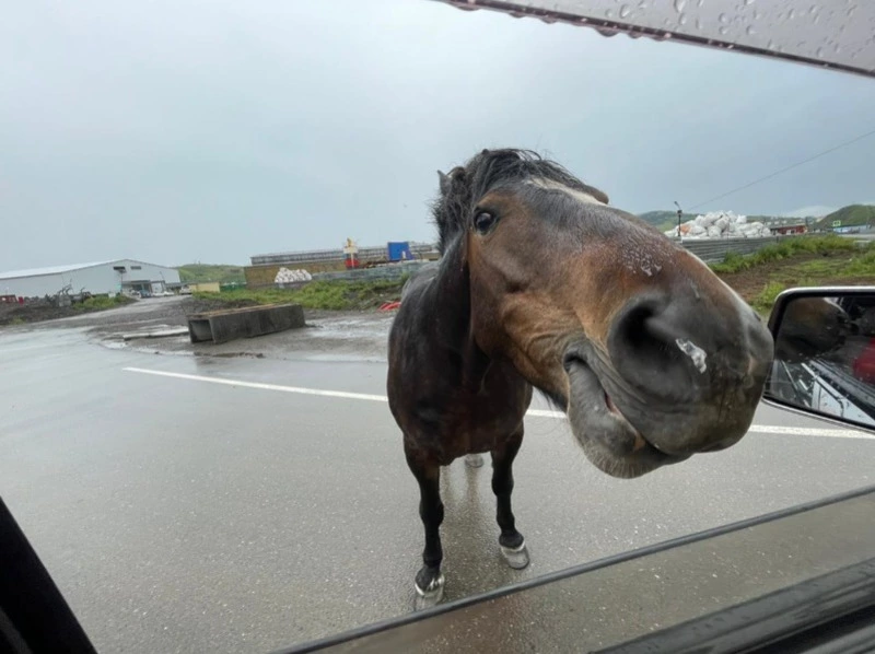 Одинокая лошадь бродит по центру села на Шикотане