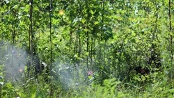 Разведчики на Сахалине отработали организацию засад на боевые группы противника