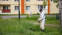 Управляющие компании Южно-Сахалинска подстригут траву во дворах