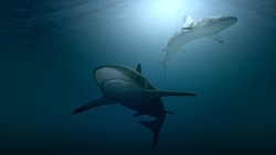Стая хищных акул приплыла к берегам Сахалина
