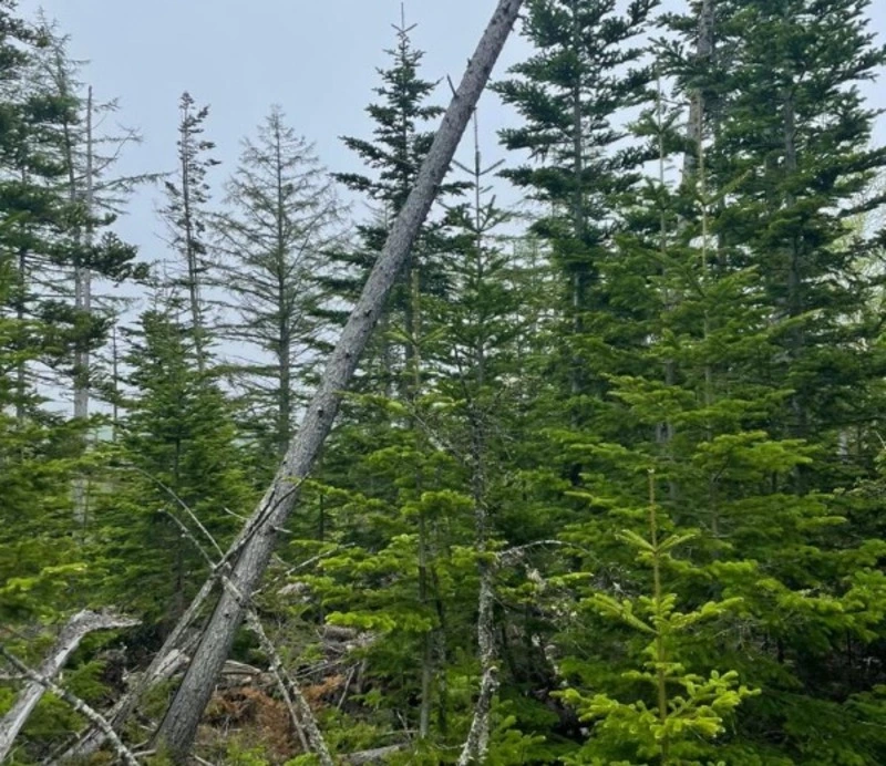 Жителя Сахалина осудят за мошенничество с оздоровлением леса на 500 тысяч рублей