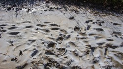 Медведи затоптали пляж на юге Сахалина