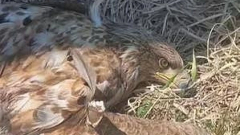 Сотрудники минтранса помогли доставить раненого орлана-белохвоста с Кунашира на Сахалин