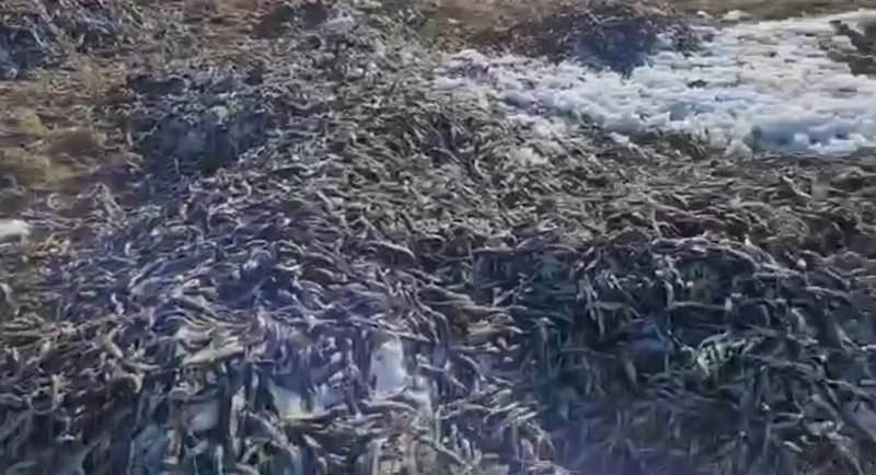 Кучи тухлой наваги выбросили у села Некрасовка в районе залива