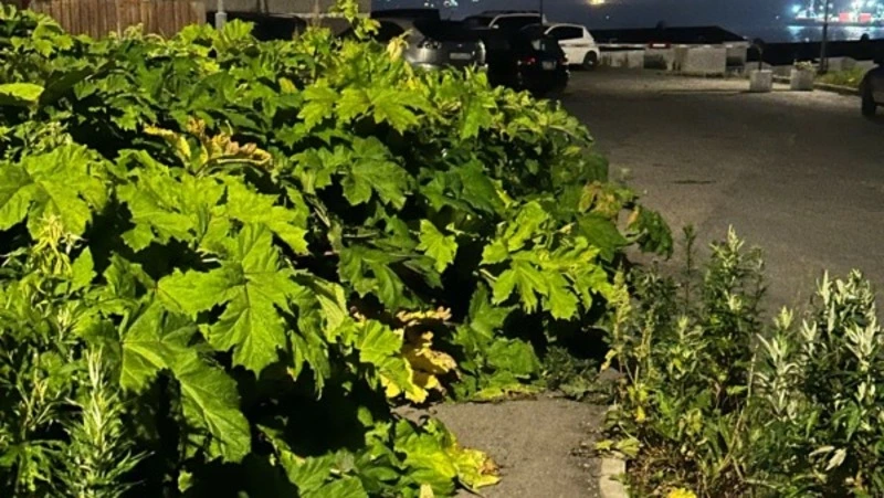 Джунгли из борщевика в Корсакове скосят после жалоб местных жителей