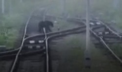 «Вальяжно прогулялся»: медведь вышел на железную дорогу в Макаровском районе Сахалина