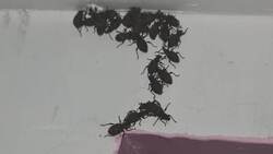 Полчища черных жуков размножились в подъезде жилого дома на Курилах