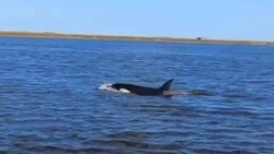 «Вот это мощь!»: стая косаток зашла в залив на севере Сахалина