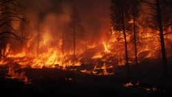 Высокую пожарную опасность прогнозируют в двух районах Сахалина 