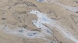 «Все в пятнах». Нефтяные лужи покрыли берег моря в экс-столице Сахалина. Видео