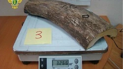 Двое приморцев вывезли в Китай и Нидерланды 16 тонн бивней мамонта на 113 миллионов 