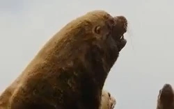 Известный тревел-блогер рассказал, почему хрюкают сивучи на Сахалине