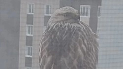 «Ястреб прилетел в Невельск ради наваги»: женщина рассказала о госте на юге Сахалина