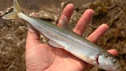 Рыбаки Сахалина поймали слишком много корюшки в начале лета 2022 года