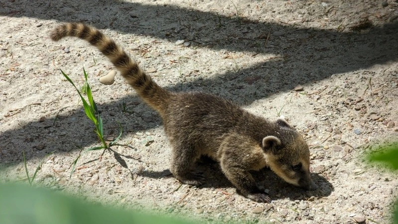 Крохи-носухи впервые вышли к посетителям Сахалинского зоопарка