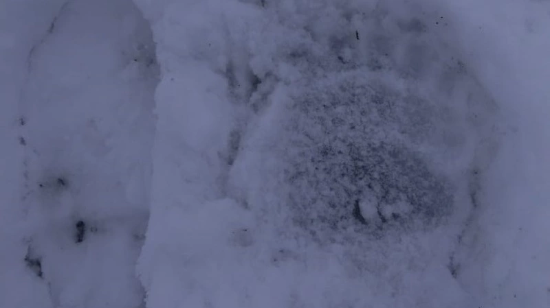 Они возвращаются: курильчане наткнулись на следы еще одного неспящего медведя