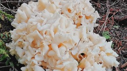 Жительница Кунашира показала осенний грибной «улов» на острове