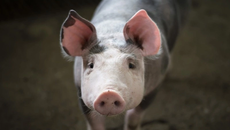 Тонны свинины с африканской чумой сожгли на Сахалине