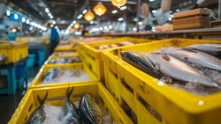 Студотряды переработали 6 тысяч тонн селедки на Сахалине 