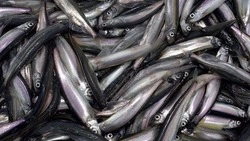 Ученые оценили ход мойвенной путины на Сахалине весной 2023 года