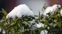 Лето преподносит неожиданные сюрпризы: в некоторых регионах России в июле ожидают ночные заморозки